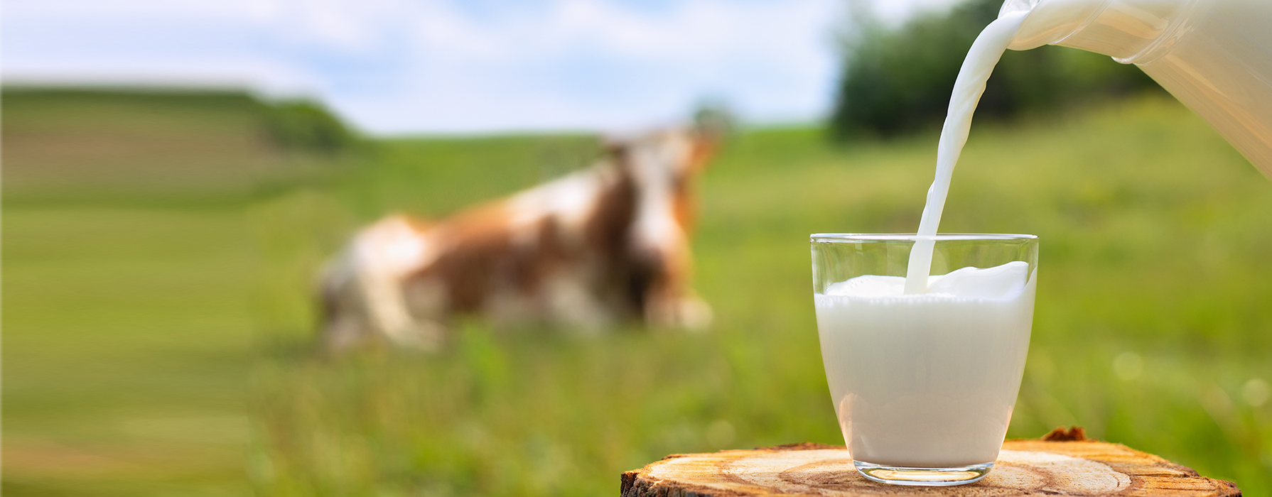 Van gras naar melk: waarom elke stap in het ruwvoerproces telt