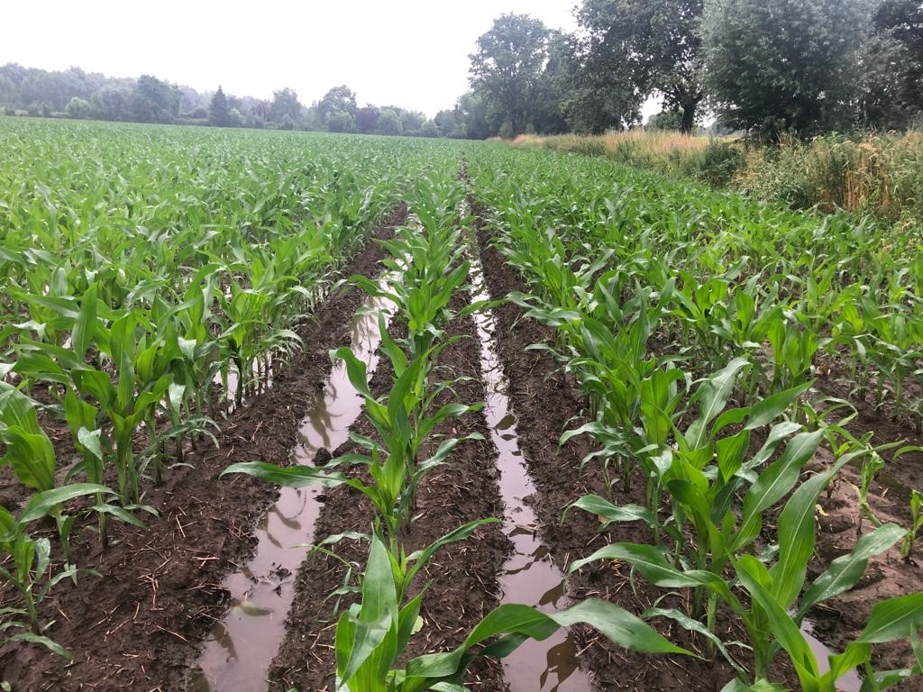 Maisteelt op ruggen - bewerking met de Evers Ruggenteeltwoeler